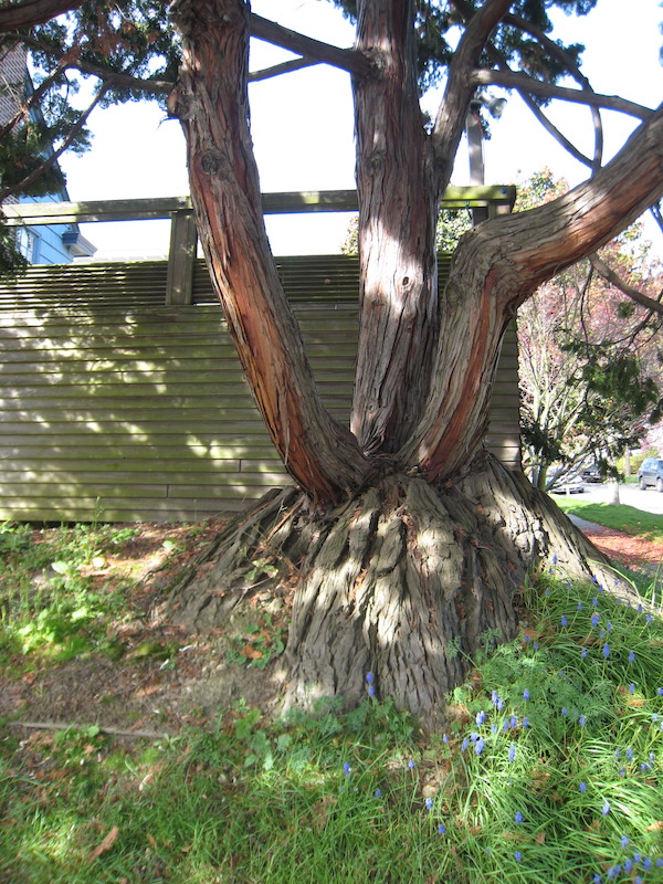 Hinoki Cypress grafted on Lawson Cypress