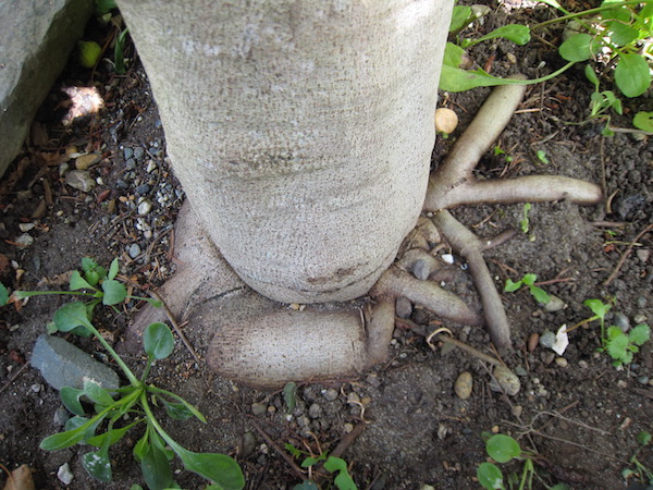 Ficus trunk with girdling roots, a bad thing.