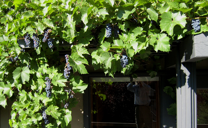wine grape photo