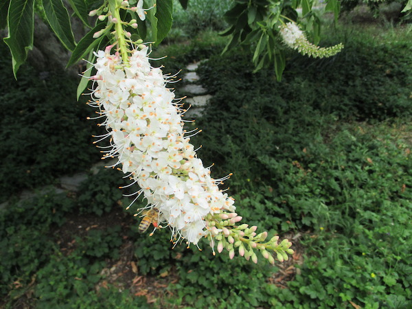 California Buckeye flowers