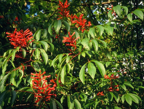 Red Buckeye flowers