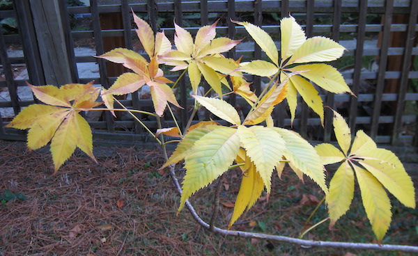 Texas Buckeye fall color