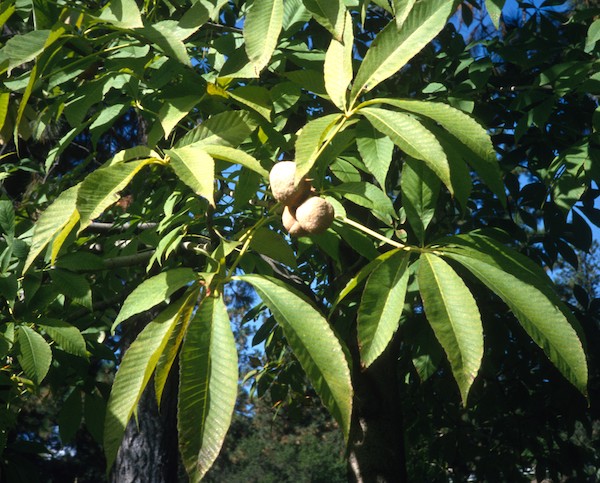 Yellow Buckeye unopened nut husks