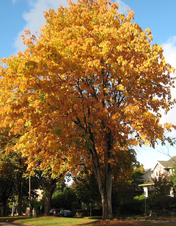 Yellow Buckeye fall color