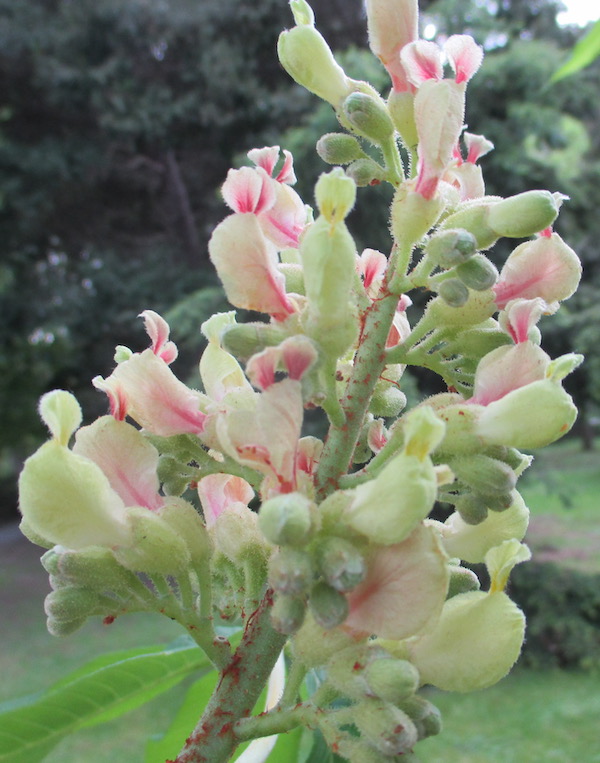 Yellow Buckeye flowers