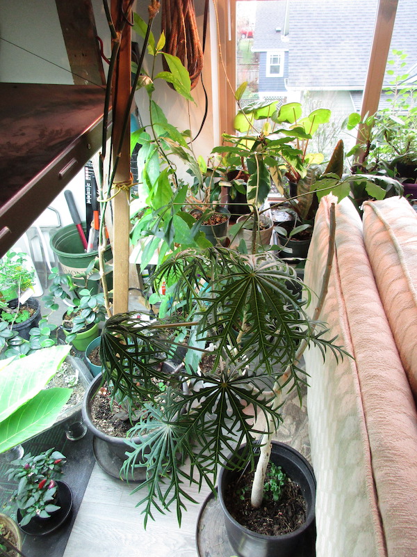 ALJ Houseplants