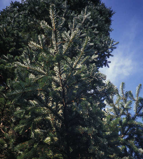 Veitch Fir foliage