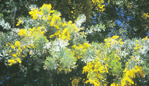 Acacia Baileyana