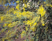 Acacia pravissima