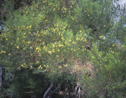 Acacia retinodes