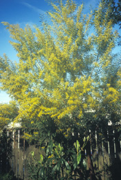 Acacia rubida