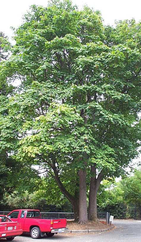 bigleaf maple photo