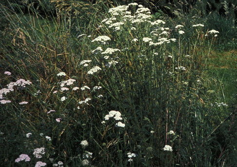 Yarrow