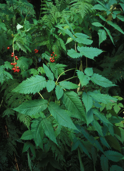 Baneberry