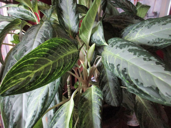 Aglaonema commutatum