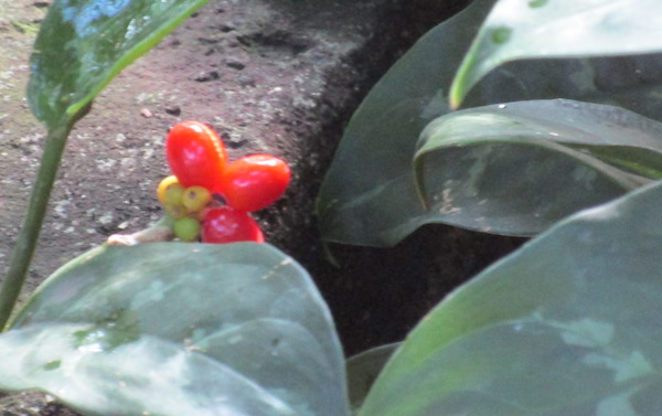 Aglaonema commutatum fruit