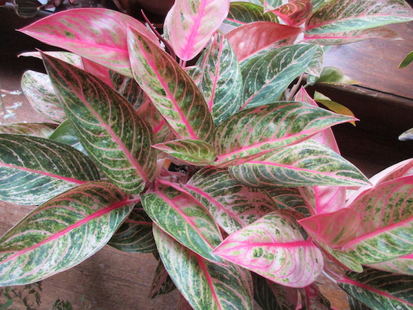 Aglaonema 'Legacy'