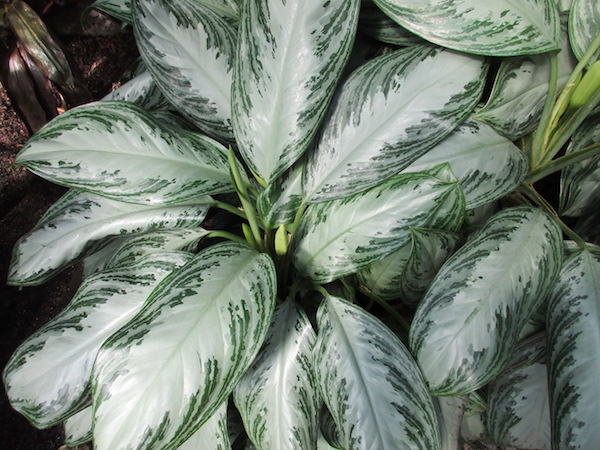 Aglaonema 'Silver Ray'