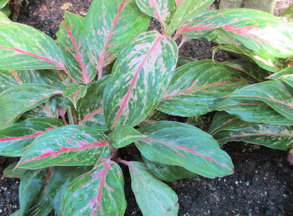 Aglaonema 'Sparkling Sarah'