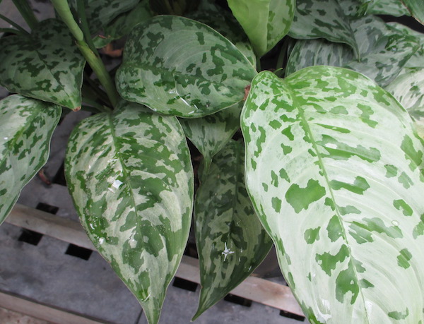 Aglaonema tricolor