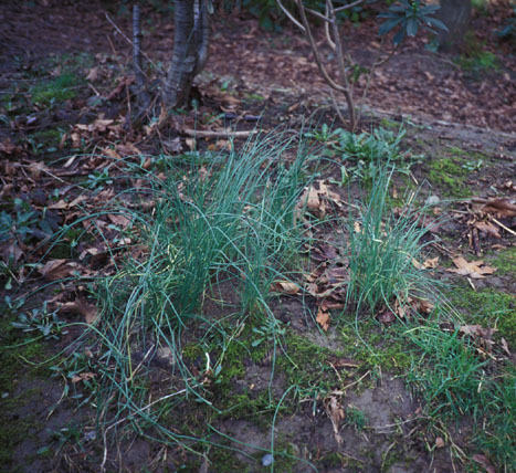 Wild Garlic