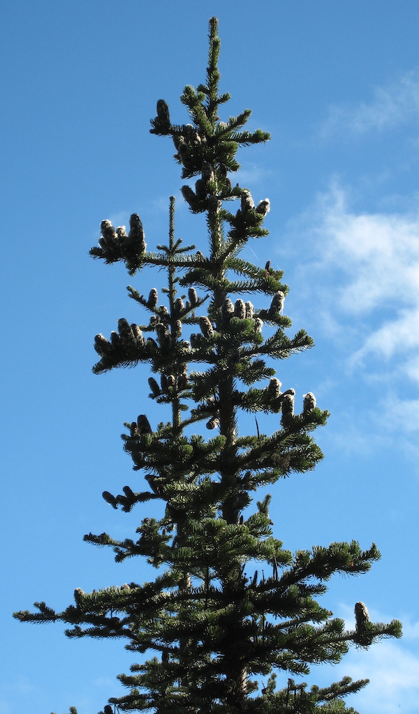 Alpine Fir