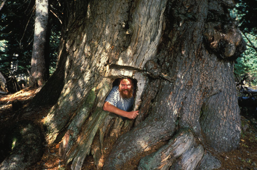 giant Alpine Fir with Robert Van Pelt