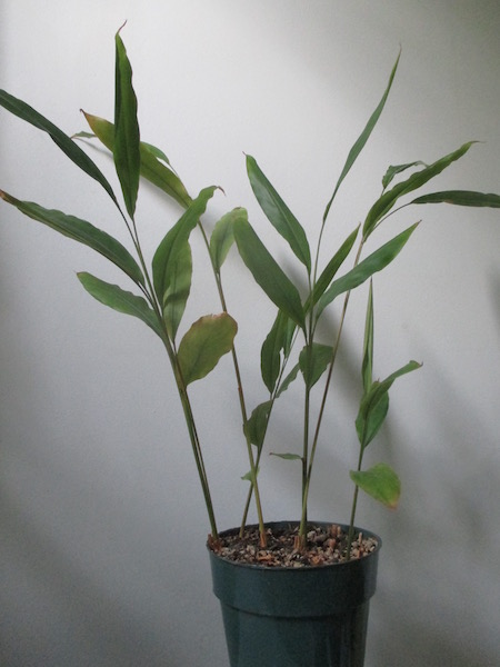 <i>Alpinia Zerumbet</i>