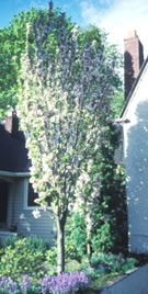 <i>Prunus</i> 'Amanogawa'