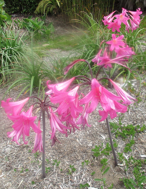 Amaryllis Belladonna