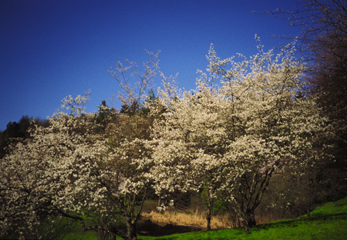 Serviceberries in April