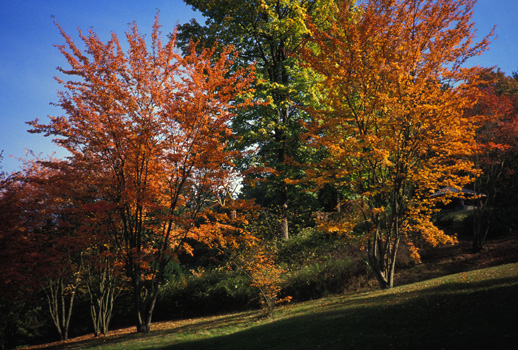 Serviceberries in October