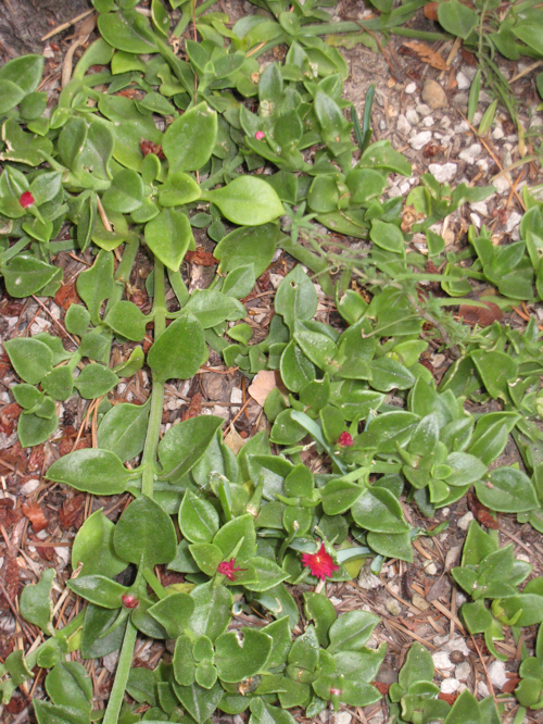 Red Apple ice plant