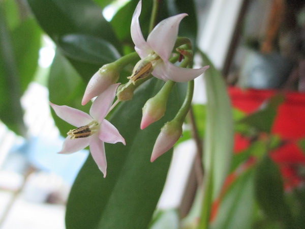 <i>Ardisia elliptica</i> flowers