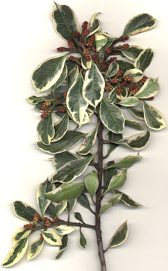 Variegated Italian buckthorn scan