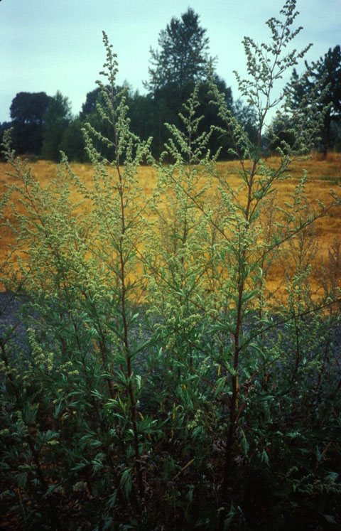 Mugwort