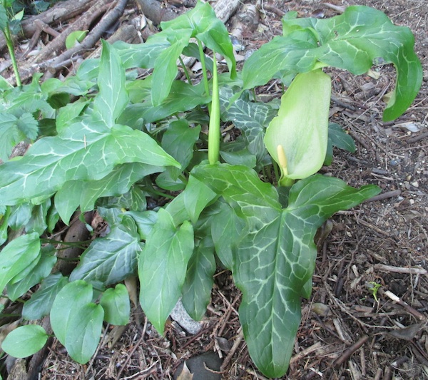 Arum italicum