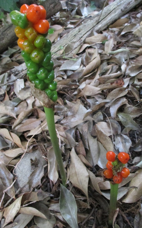 Arum italicum