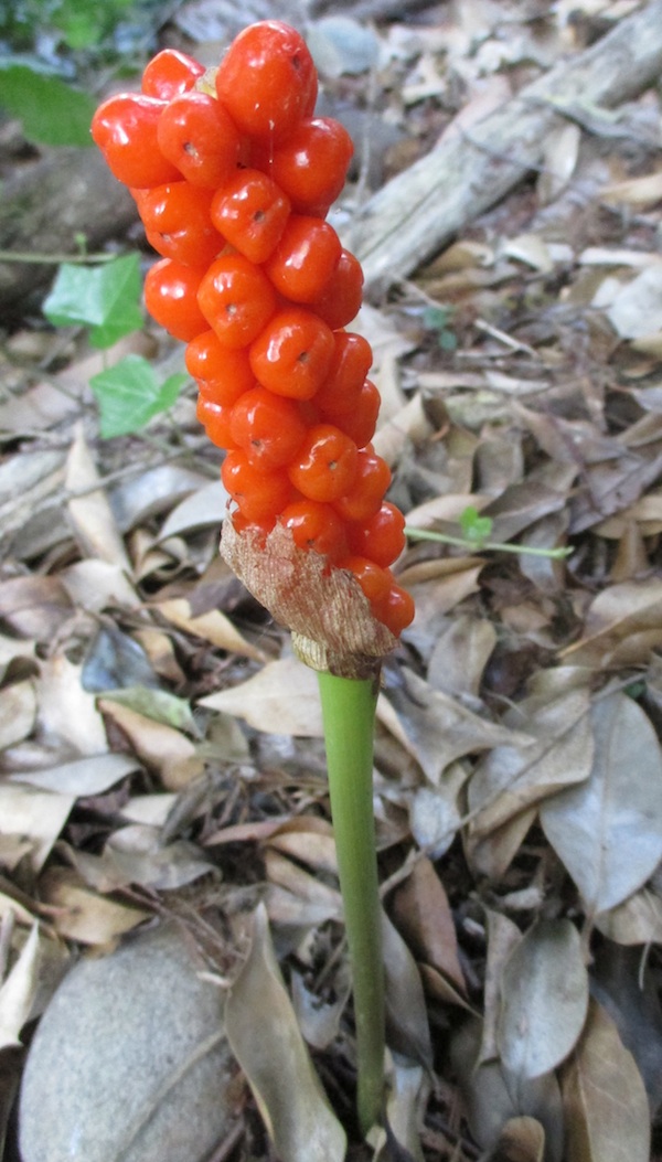 Arum italicum