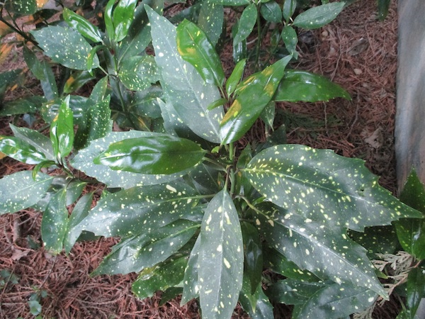 Aucuba foliage