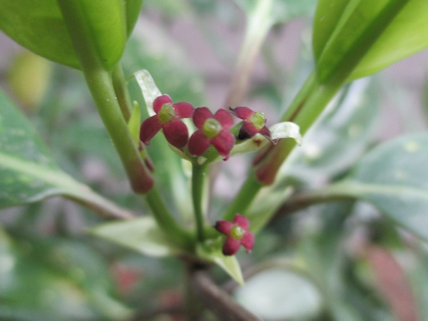 Aucuba female flowers