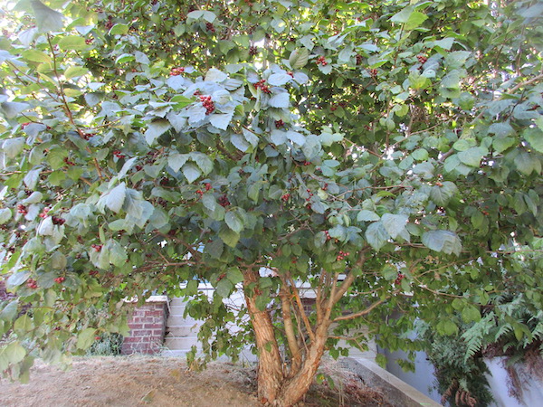 A rare Seattle Hawthorn tree. I must identify it.