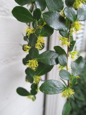 <i>Azra microphylla</i> flowers photo