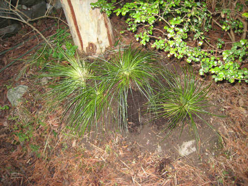 Beargrass after dividing photo