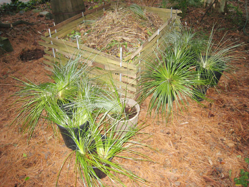 Beargrass in pots photo