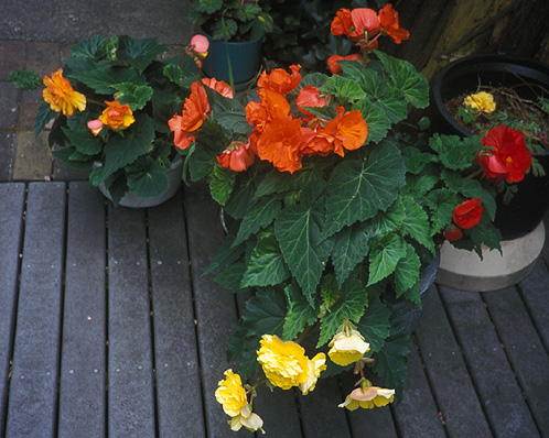 Begonia flowers