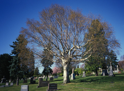 Paper Birch