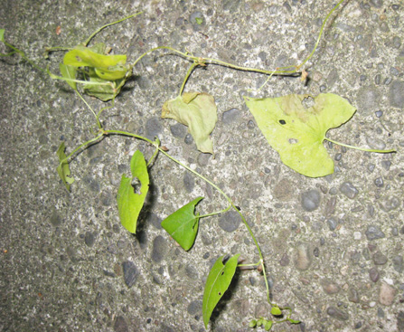 Black Bindweed