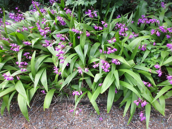 Bletilla striata