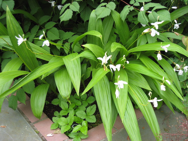 Bletilla striata